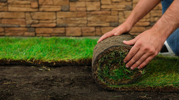 sod installation