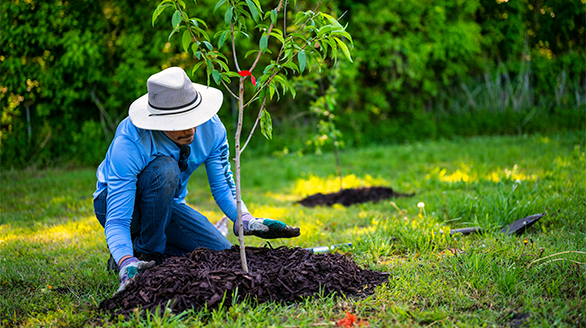 tree planting