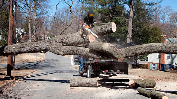 tree removal